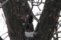 DSCF0481